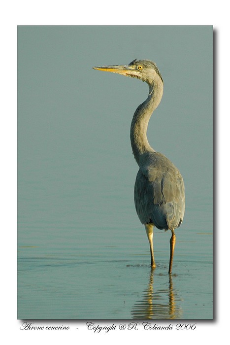 Airone cenerino - Ardea cinerea